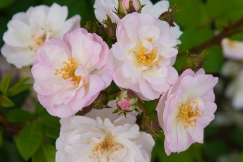 Ein Strauß zartrosa und weißer Rosen mit zarten Blütenblättern und goldener Mitte
