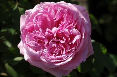 Nahaufnahme einer rosafarbenen Rosenblüte