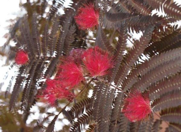 Leuchtend rote, flauschigen Blüten vor dunkelgrünen, gefiederten Blättern