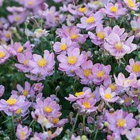 Ein leuchtendes Büschel zartrosa Blüten mit gelber Mitte