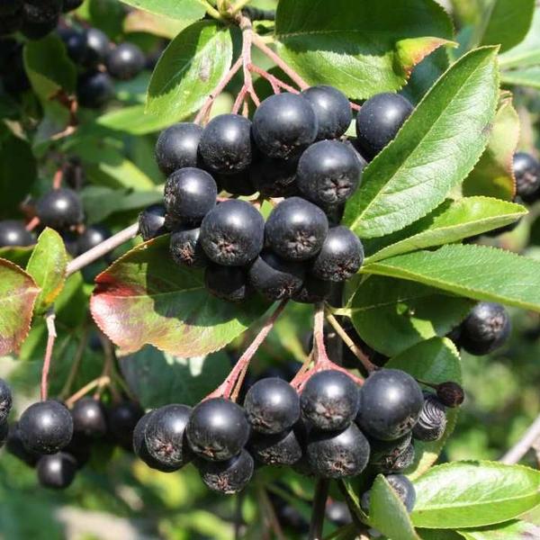 Dunkelviolett-schwarze Beeren umgeben von grünen Blättern