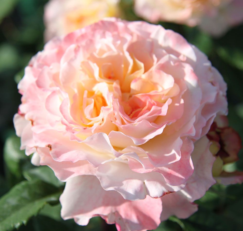 Nahaufnahme einer vollen, zartrosa Rose mit gelben Akzenten