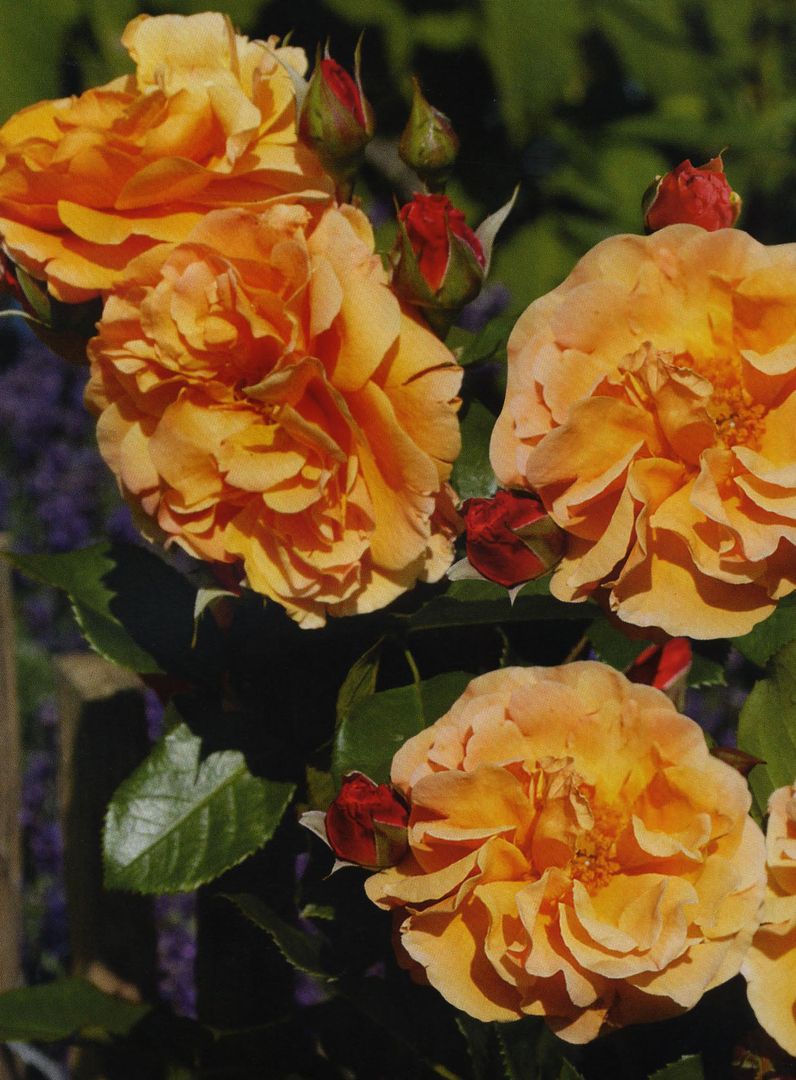 Ein Bündel leuchtend orangefarbener Rosen mit zarten Blütenblättern, begleitet von kleinen roten Knospen