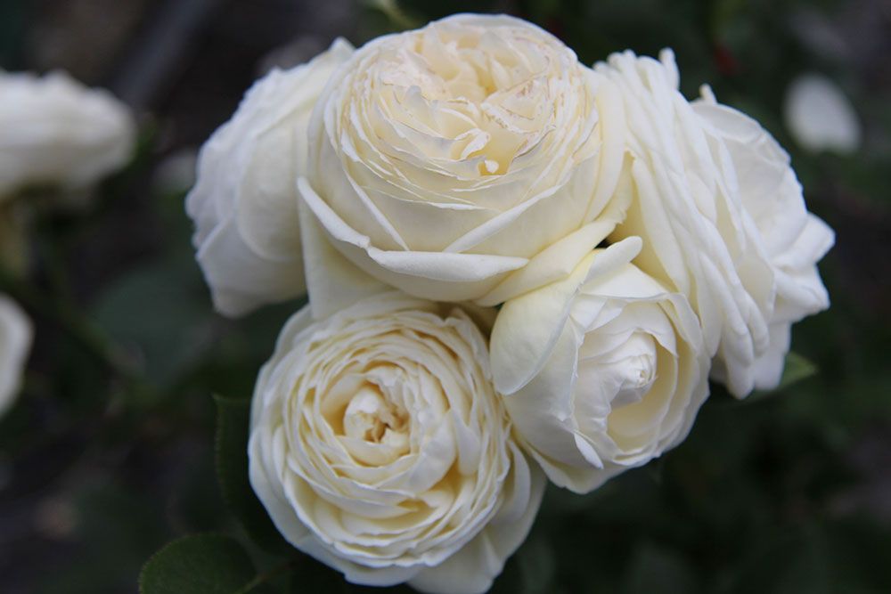 Elegante weiße Rosen mit geschichteten Blütenblättern