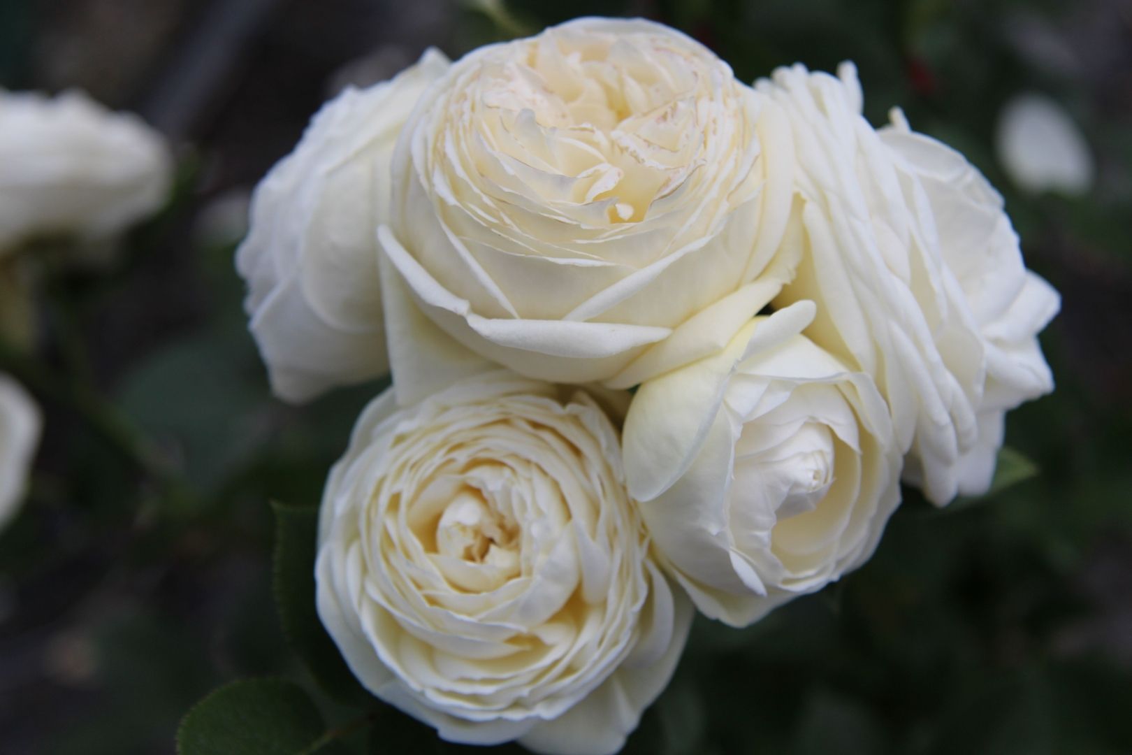 Ein Strauß weißer Rosen mit weichen, geschichteten Blütenblättern in verschiedenen Creme- und Elfenbeintönen