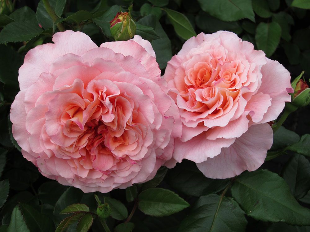 Zwei große, blühende rosa Rosen mit übereinanderliegenden Blütenblättern