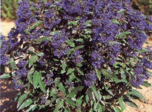Ein üppiger Strauch mit leuchtend violetten Blüten, umgeben von grünen Blättern