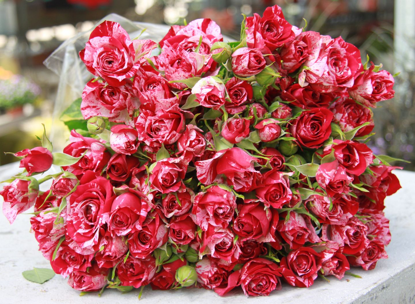 Ein farbenfroher Strauß rot und weiß gesprenkelter Rosen mit üppigen grünen Blättern, elegant auf einer Fläche arrangiert