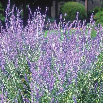 Üppig violett blühende Pflanze mit schlanken Stängeln, umgeben von grünem Laub in einem Gartenumfeld