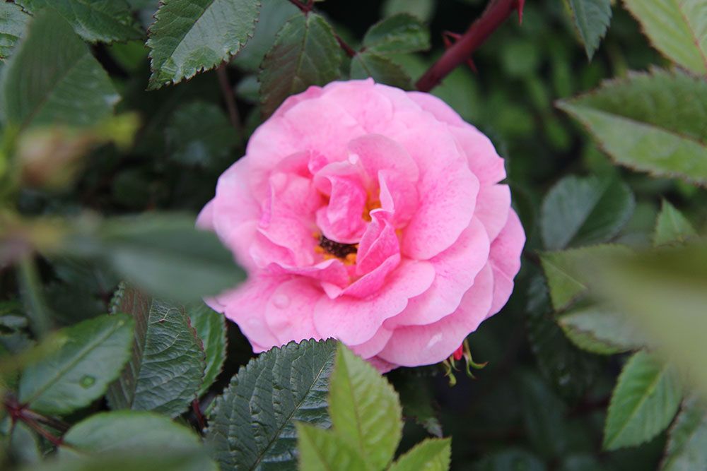 Nahaufnahme einer leuchtend rosafarbenen Rose mit grünem Blattwerk im Vorder- und Hintergrund