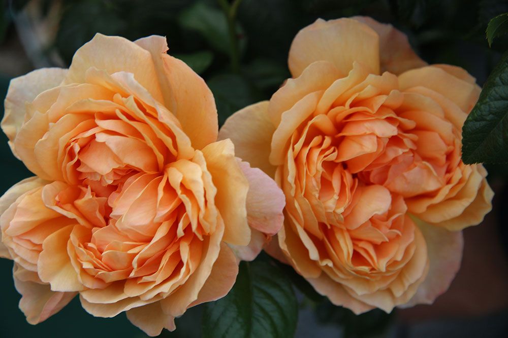 Zwei üppige, pfirsichfarbene Rosen in voller Blüte