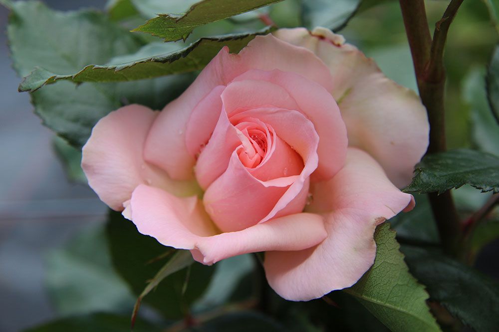 Nahaufnahme einer rosa Rose in voller Blüte