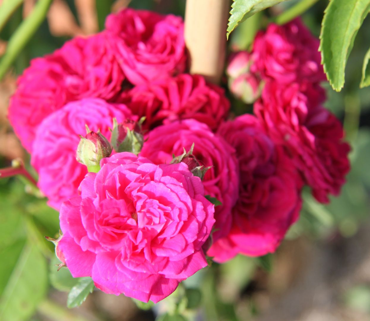 Ein lebhafter Strauß rosa Rosen in verschiedenen Schattierungen mit üppigen Blütenblättern und grünen Blättern