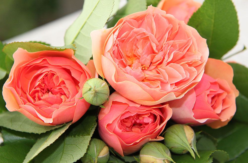 Korallenrote Rosen mit weichen Blütenblättern und grünen Knospen