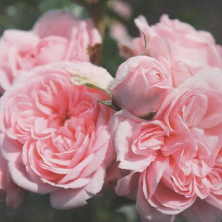Ein Büschel zartrosa Rosen in voller Blüte, mit verschlungenen Schichten von Blütenblättern