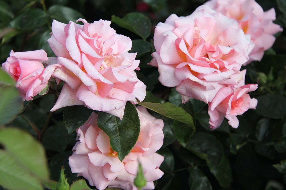 Ein Bündel zartrosa Rosen