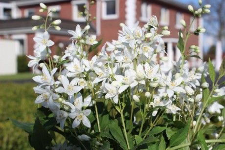 Ein Büschel weißer Blumen mit gelber Mitte blüht vor einem roten Backsteinhaus