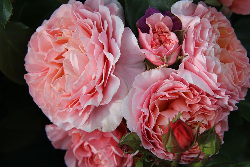 Rosa Rosen in verschiedenen Stadien der Blüte