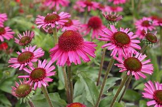Ein leuchtendes Bündel rosafarbener Kegelblumen mit großer, runder Mitte