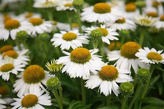 Ein üppiges Feld weißer Gänseblümchen mit leuchtend gelber Mitte