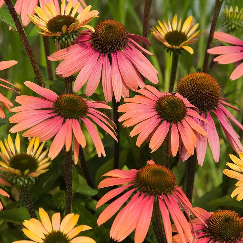 Ein Büschel leuchtend rosafarbener und gelber Echinacea-Blüten mit charakteristischen runden Zentren