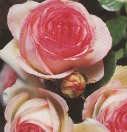 Eine Nahaufnahme rosafarbener und cremefarbener Rosen mit üppigen grünen Blättern