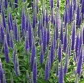 Ein leuchtendes Feld hoher, schlanker violetter Blüten, umgeben von üppigem grünen Laub