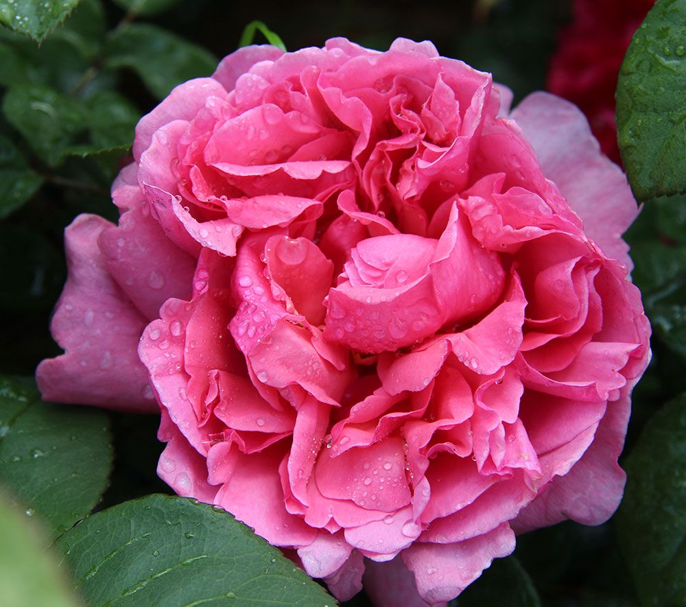 Nahaufnahme einer leuchtend rosafarbenen Rose, die mit Wassertropfen verziert ist