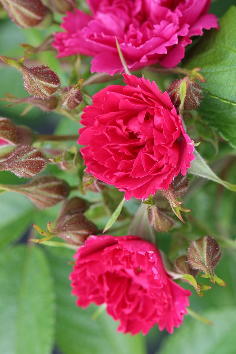 Nahaufnahme von leuchtend rosa Rosen mit üppigen grünen Blättern und ungeöffneten Knospen