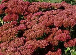 Büschel von leuchtend rosa-roten Blüten auf dicken grünen Stielen