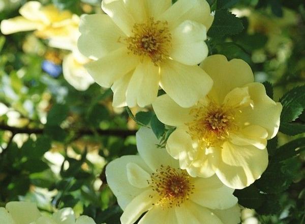 Drei zarte gelbe Blüten mit goldenen Zentren, umgeben von leuchtend grünem Laub