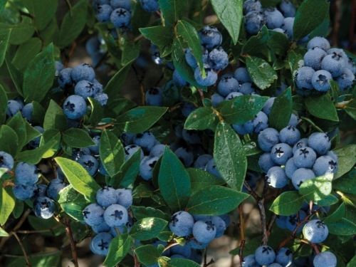 Nahaufnahme eines Heidelbeerstrauchs mit reifen, blauen Beeren, umgeben von leuchtend grünen Blättern