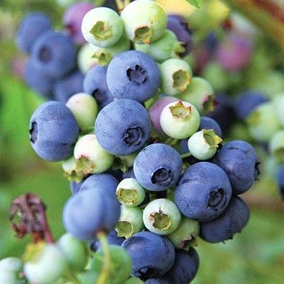 Reife, dunkelblaue Heidelbeeren, umgeben von unreifen grünen und violetten Beeren an einem Strauch