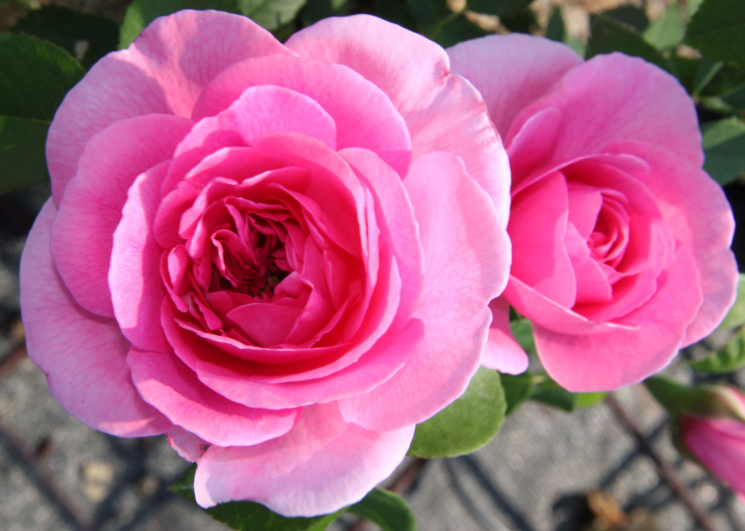 Zwei leuchtend rosa Rosen in voller Blüte vor einem unscharfen Hintergrund