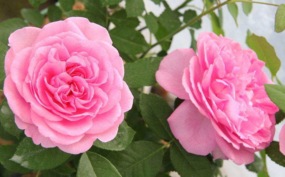 Zwei rosafarbene Rosen in voller Blüte