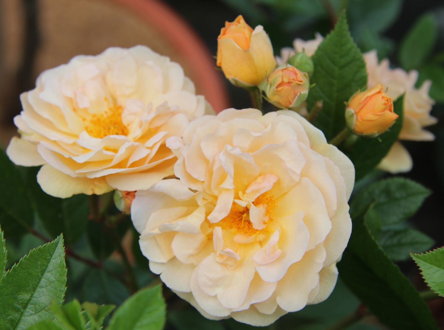 Büschel zartgelber, blühender Rosen, begleitet von knospenden orangefarbenen Rosen