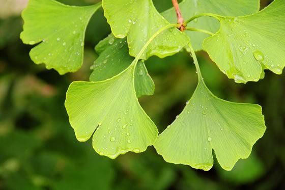 Nahaufnahme von frischen Ginkgoblättern, die mit Wassertropfen glitzern
