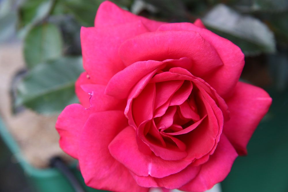 Nahaufnahme einer Rosenblüte in dunklem Rosa