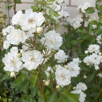 Zarte weiße Blumen blühen inmitten von grünem Laub