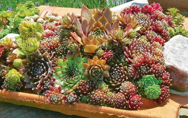 Ein lebhaftes Arrangement aus verschiedenen Sukkulenten in einem Terrakotta-Pflanzgefäß