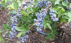 Eine Traube reifer blauer Blaubeeren hängt an einem grünen Busch, umgeben von üppigem Laub und Mulch im Hintergrund
