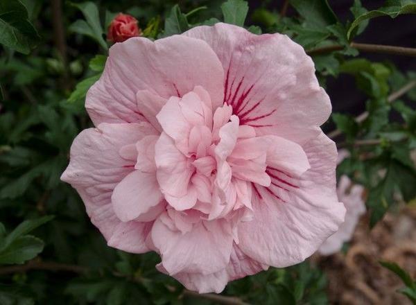 Eine üppige rosafarbene Hibiskusblüte mit mehrschichtigen Blütenblättern und roten Streifen