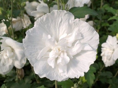 Eine üppige, große weiße Blüte mit verschlungenen Blütenblättern, umgeben von Grün