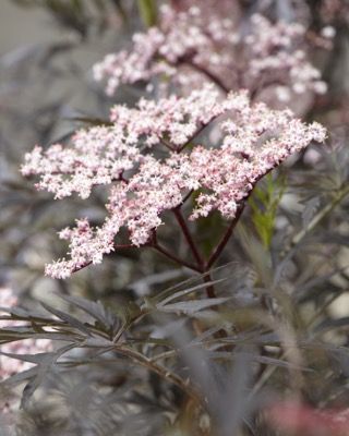 Nahaufnahme von zartrosa Blüten auf dunkelviolettem Laub