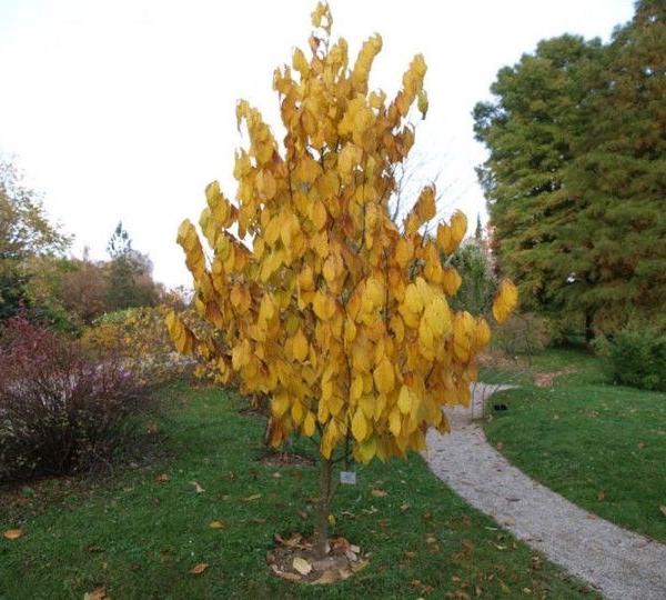 Ein leuchtend gelber Baum steht in einem Garten, umgeben von grünem Gras und Wegen