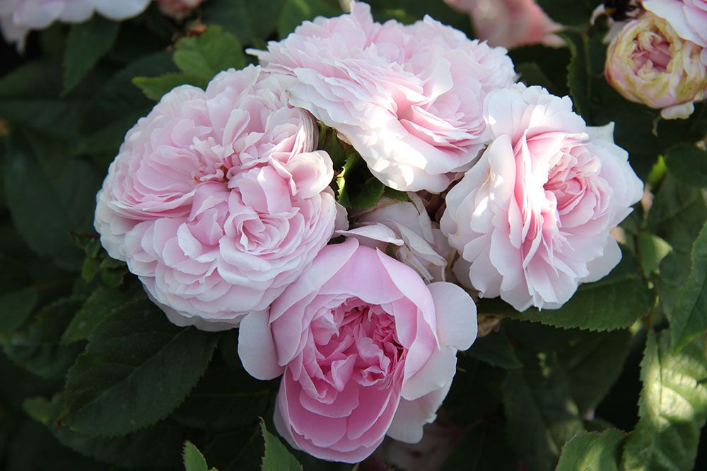 Eine Nahaufnahme von zartrosa Rosen in voller Blüte, eingebettet in leuchtend grüne Blätter