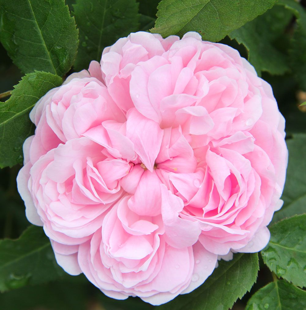 Rosa Rose mit dichten, verschichteten Blütenblättern