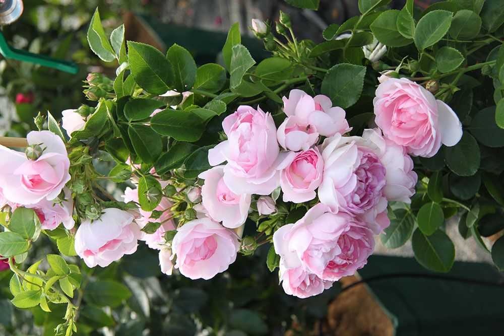 Ein Strauch rosafarbener Rosen, umgeben von grünen Blättern