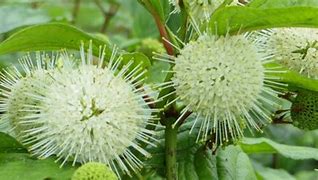 Büschel weißer, stacheliger Blüten auf grünem Laub