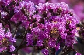 Eine Nahaufnahme von leuchtend lila blühenden Blumen auf einem Zweig, umgeben von grünem Laub